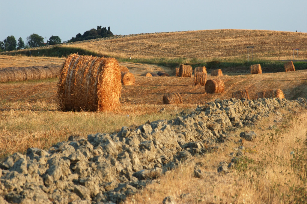 Campo di grano Toscana